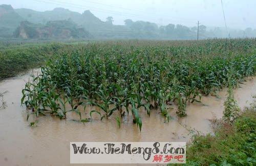 梦见河水涨把路淹了过不去