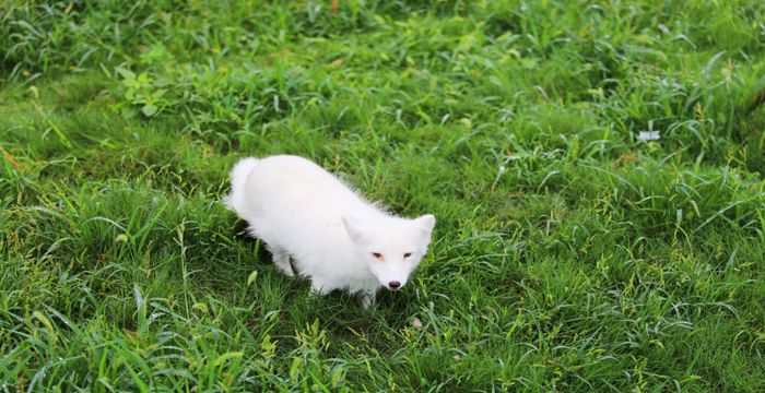 梦见白狐狸是什么预兆图1