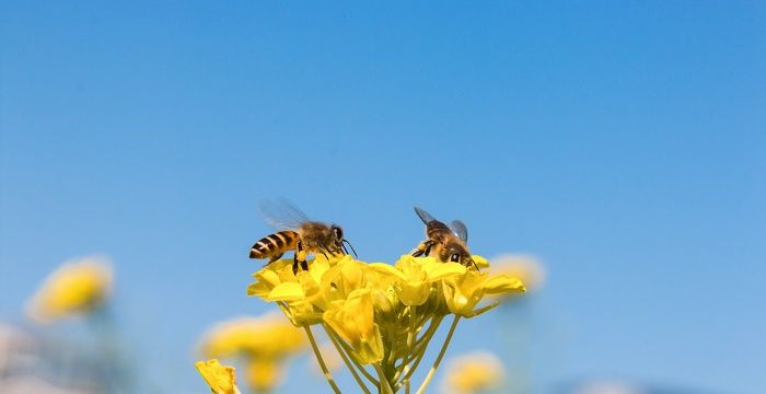 梦见被蜜蜂追但没刺到，大年初一被蜜蜂蛰了的寓意图2