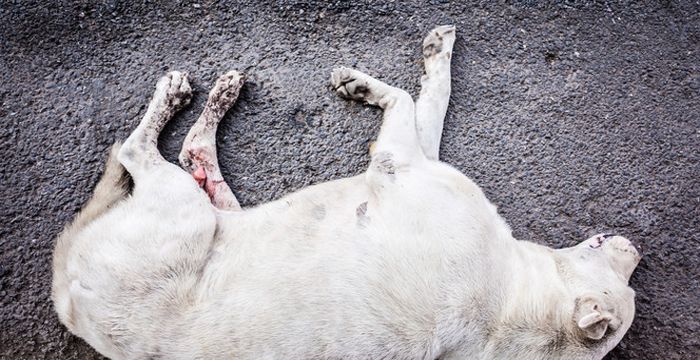 梦见把狗打死了图1