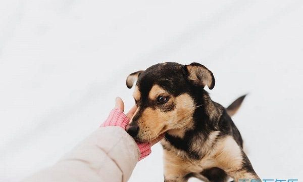 女人梦到狗咬自己的腿怎么样