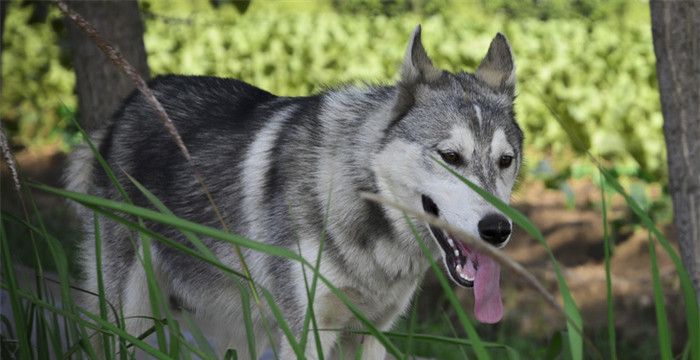 七个疯子经典句子，梦见恶犬但没有咬到我图1