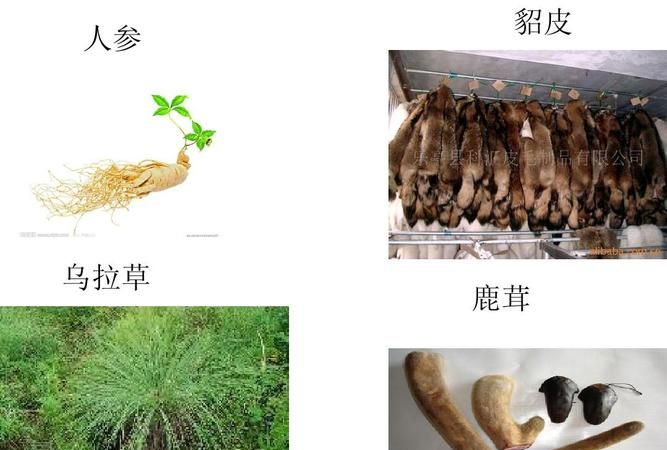 东北三宝中的乌拉草的优点是什么