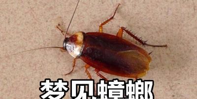 梦见被蟑螂咬是什么意思