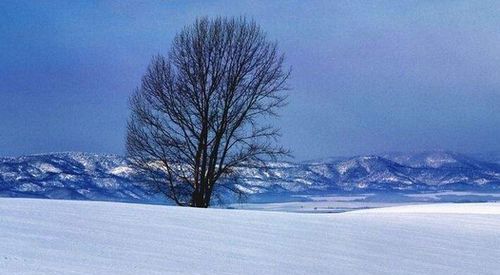 梦见天空飘雪花是什么意思