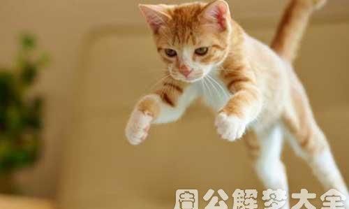 梦见大黄猫有什么寓意吗