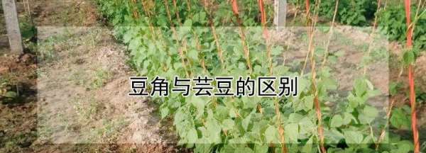 芸豆和豆角的区别,四季豆豆角豇豆有啥区别图2