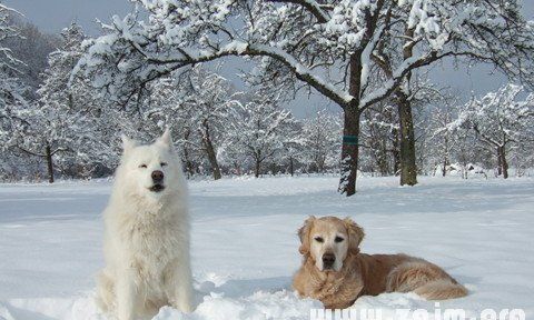 做梦梦见下雪是什么意思周公解梦