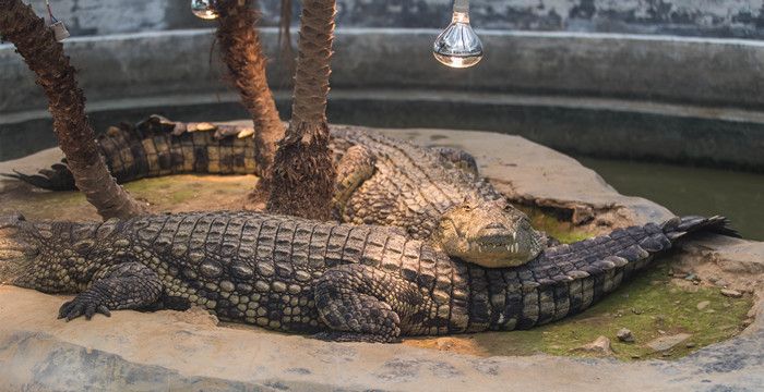 梦见被鳄鱼咬两口死里逃生是什么意思图2