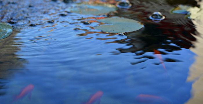 梦见没水的池塘什么意思，梦见池塘很深无水是什么意思图1