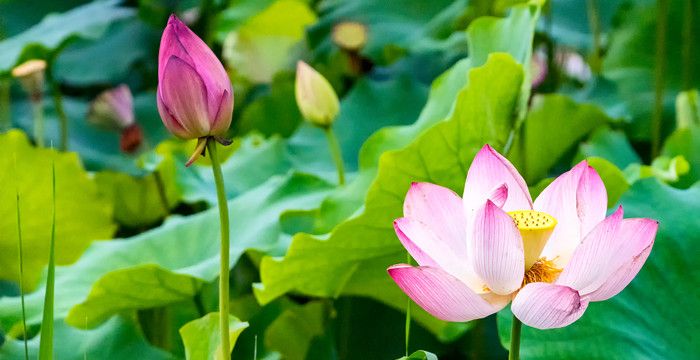 孕妇梦见荷花是什么意思，孕妇梦见荷花池荷花盛开图2