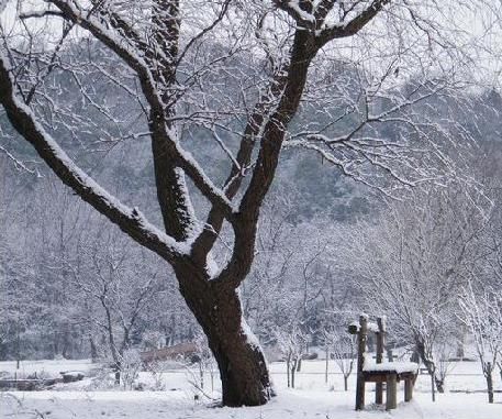 梦见满地是雪但没下雪财运