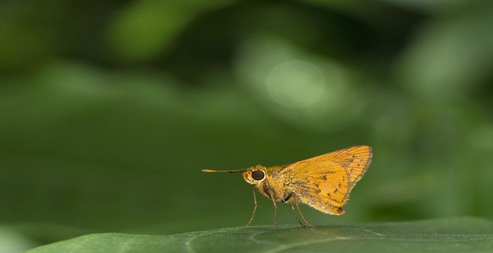 梦见飞蛾是什么意思，梦见拿掉落在别人脸上的飞蛾是什么意思图1