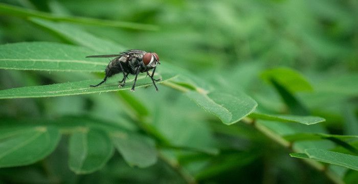 梦见打苍蝇是什么意思，周公解梦梦见打死耗子寓意图1