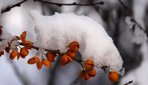 雪每平方米的比重,一立方雪多重图2