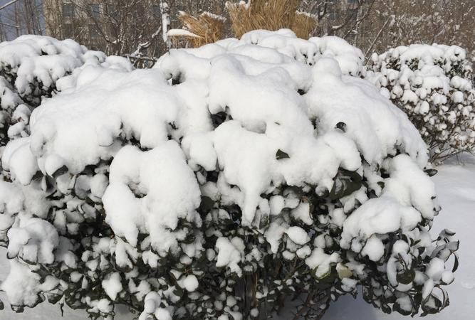 雪的密度大约为多少