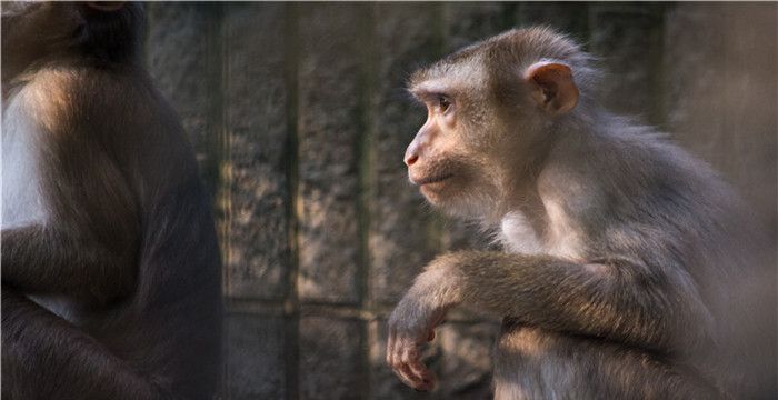 走通鼠洞起杀机，历尽千山共万水是什么生肖图2