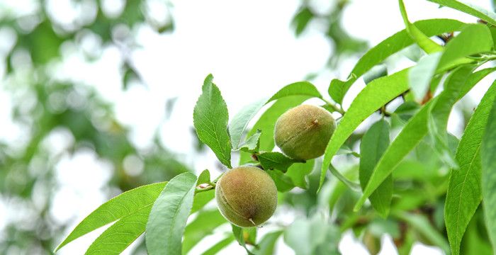 梦见桃树开花是什么意思，周公解梦大全查询梦见桃树开花图1