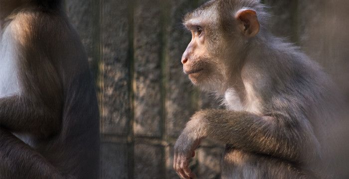 颠倒无常的动物是什么生肖，十二生肖什么动物临危不惧图2