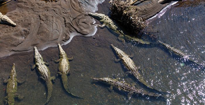 梦见鳄鱼咬自己的手，梦到被鳄鱼咬手没出血把鳄鱼拖上岸图1