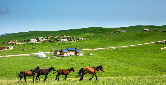 梦见杀马血溅当场图1