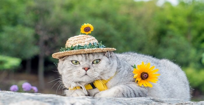 梦见怀里抱猫什么预兆图1