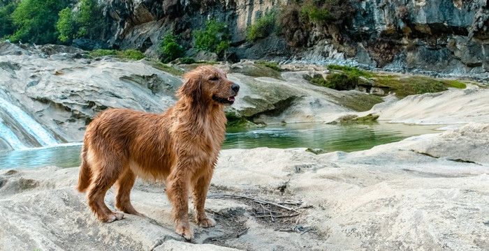 梦见凶狗扑咬，女人梦见被蛇追着咬的预兆图2