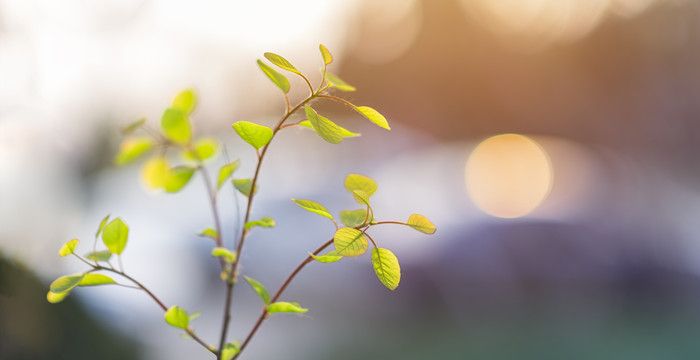 梦见床边有两棵小树，梦见屋里有一棵大树被砍倒了图1