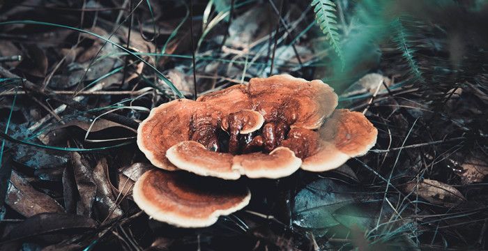 梦见雨天捡灵芝，梦见采摘灵芝是什么预兆图1