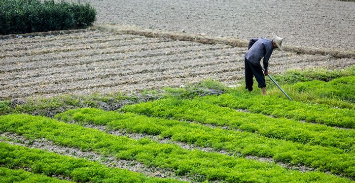 女人梦见自己挖土翻地，女人梦见用锄头翻地松土和撒粪图2