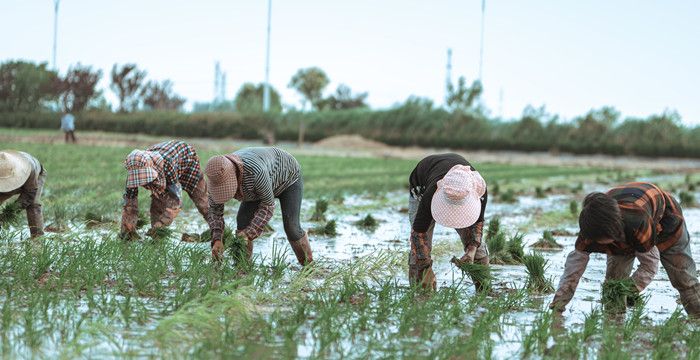 梦见水淹农田，梦见涨水田地被淹是什么征兆图2