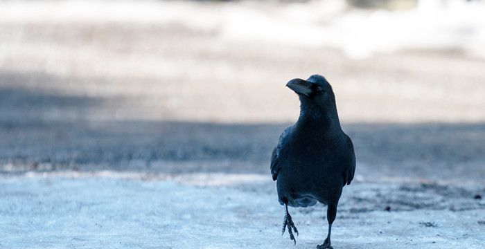 梦见手抓一只黑鸟，梦见抓到一只黑鸟关进笼子里图1