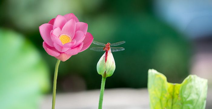 梦见花是什么预兆，梦见花的含义是什么?图1