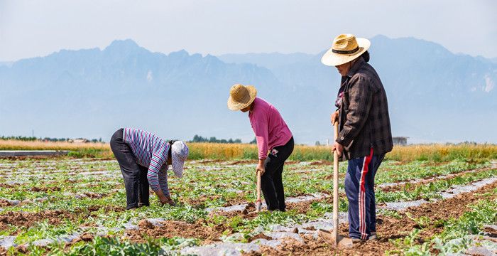 梦见自己和亲人种地，梦见亲人种地有什么预兆是什么意思呢图1