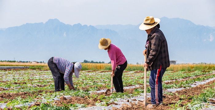 梦见地没有种庄稼，梦见我爸盖房子种地图1