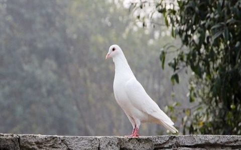 梦见白鸽子，梦见白色信鸽飞进我家