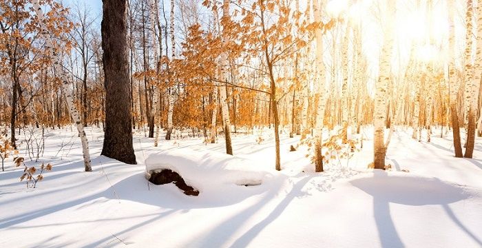 梦见积雪很厚是什么征兆，梦见铲很厚的积雪是什么意思图2