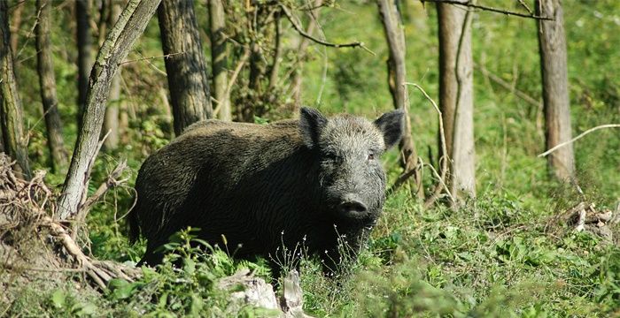 梦见野猪攻击自己，梦见被野猪攻击是什么意思周公解梦图1