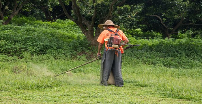 女人梦见除草除干净了，女人梦见除草什么预兆解梦图2