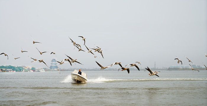 梦见大雁，梦见多只大雁无故从高空掉下来图2