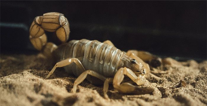 梦见很多蝎子，周公解梦梦见很多蝎子跑了一地图2