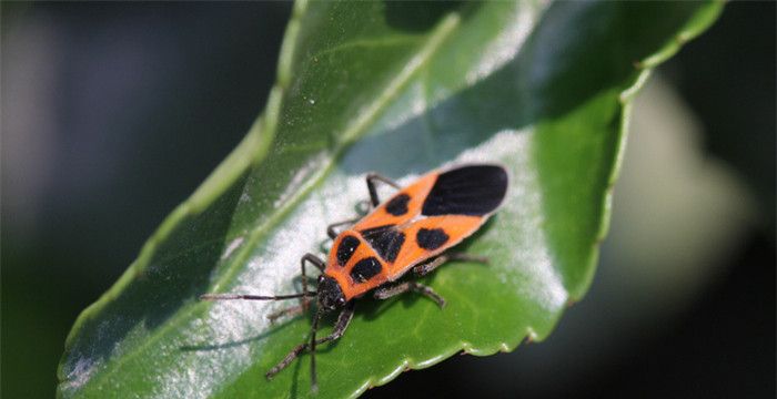 梦到耳朵里掏出活虫子，梦见耳朵里掏出虫子什么预兆图1