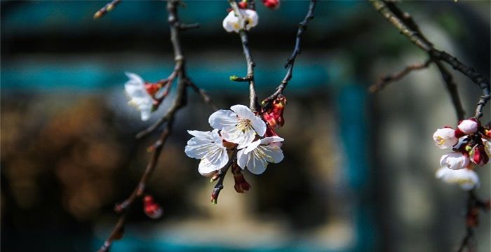 女人梦见树上开满白花，梦见树开白花了预兆什么图2