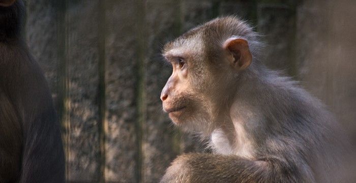 梦见猴子是什么预兆，做梦梦到猴子是什么预兆图1