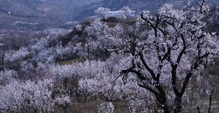 梦见杏树开花什么意思，梦见杏树开花了预兆什么图1