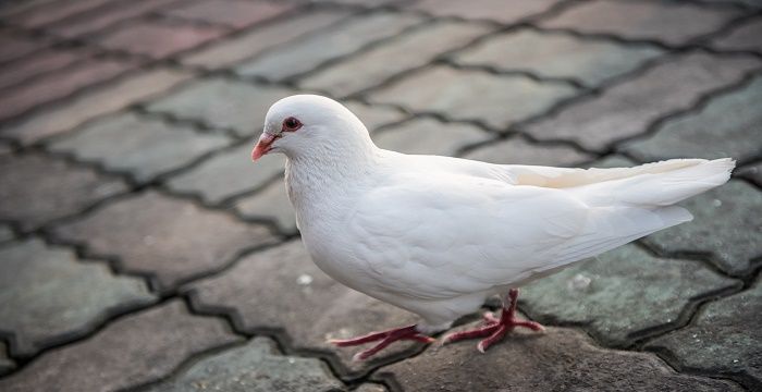 梦见鸽子死了图1