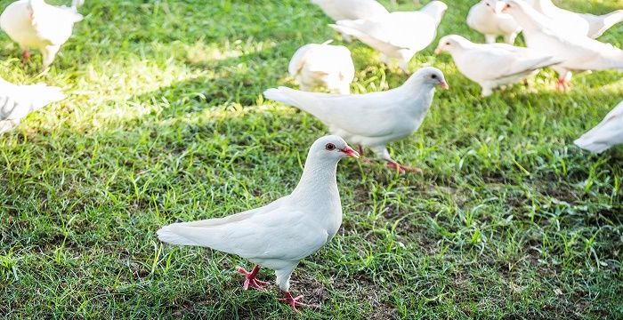 梦见鸽子死了图2