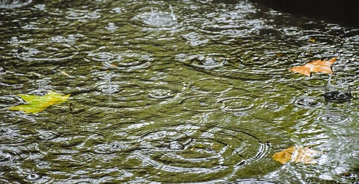 梦见下大雨路面很多鱼，女人梦见下雨路上全是水图1