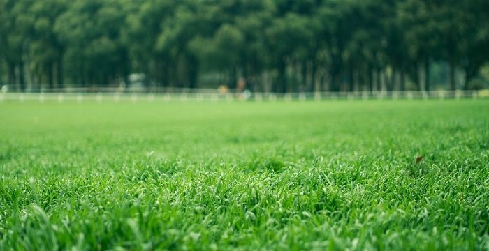 女人梦见一大片绿草地，梦见走路看见一片绿草地的预兆是什么图2