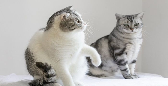 梦见好几只猫，梦见家里到处是猫是什么预兆图2